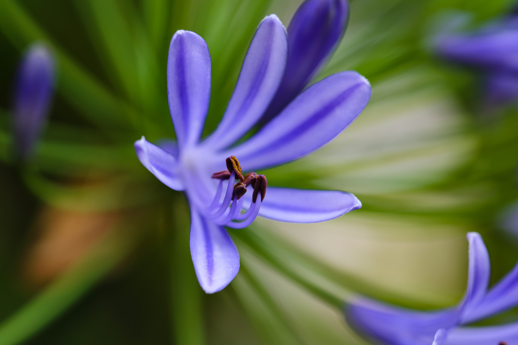 カトパンよりアガパン ①