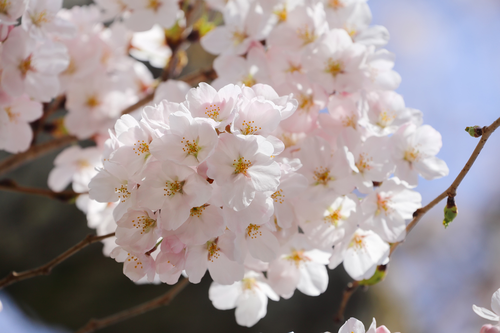 ほんのりサクラ色