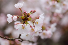 桜 今 咲き誇る