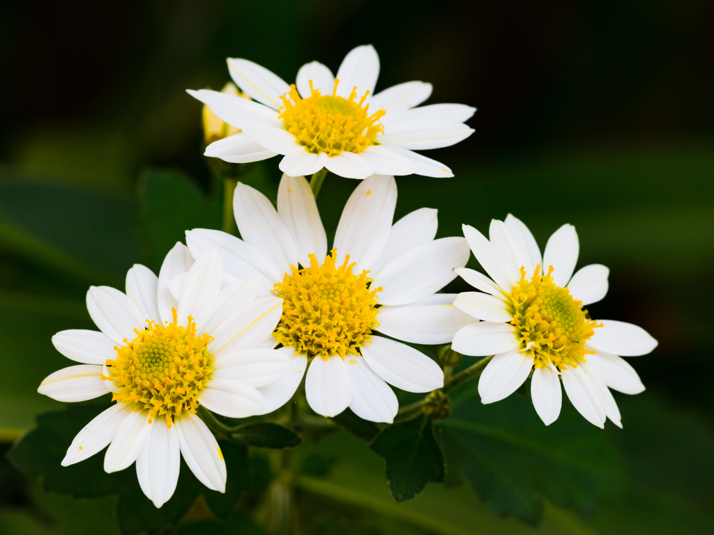野菊でしょうか？