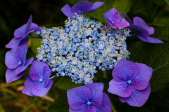 高原の紫陽花 ➁