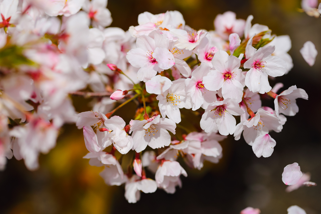 桜 舞い散る ③