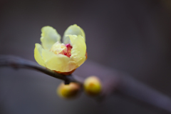 ロウバイの花