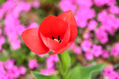 芝桜に守られて