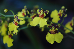 Dancing Lady Orchid