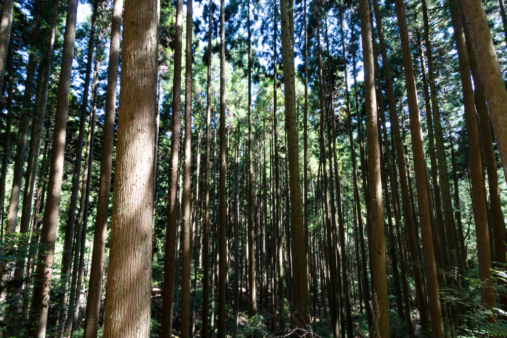 森林浴 ②