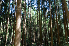 森林浴 ②