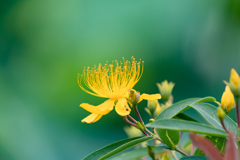 ビョウヤナギの花