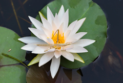 睡蓮の花② バッタ付