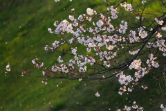 桜吹雪