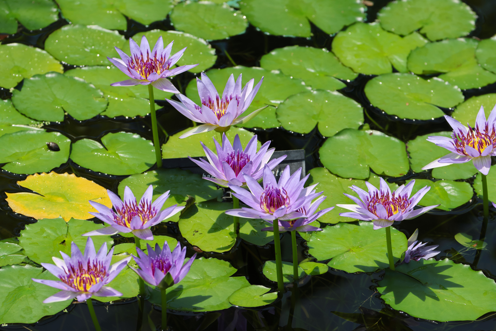 花園