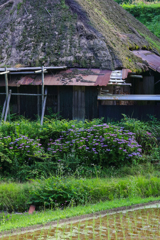 紫陽花のある風景