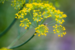 お散歩撮影 その２