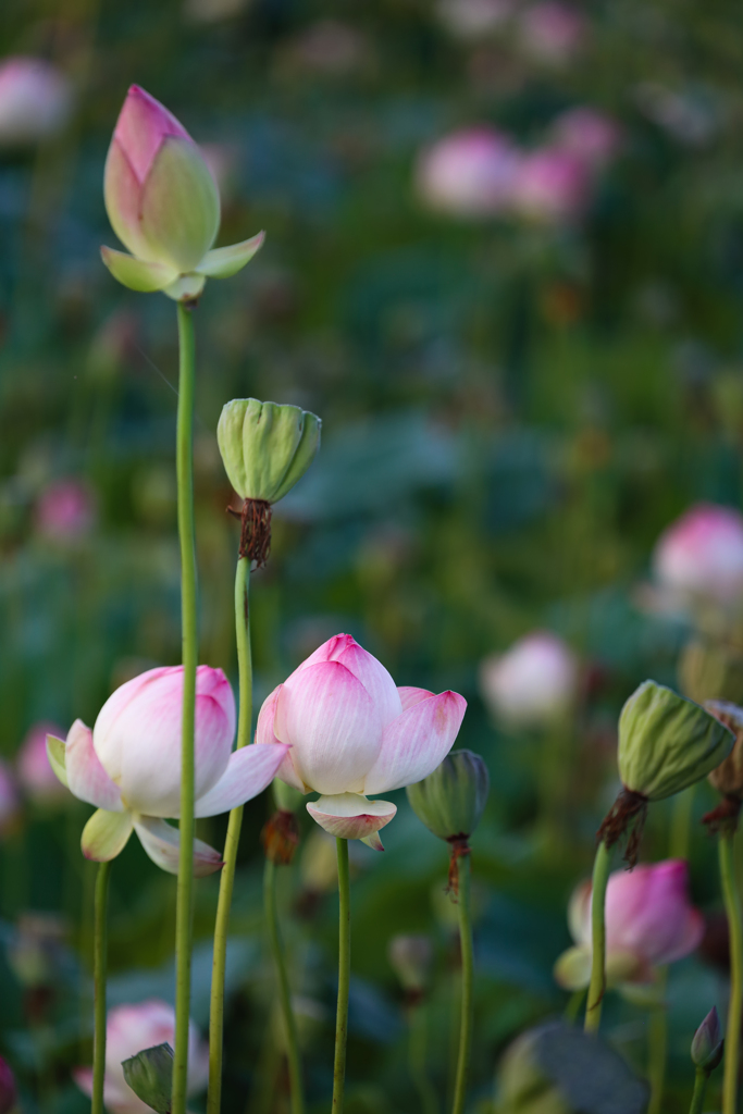 Lotus Flowers in the early morning