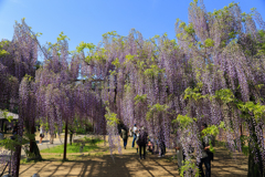 去年の藤公園 ①