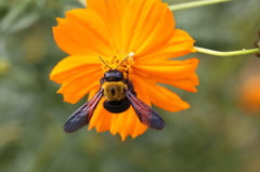 ハチ02