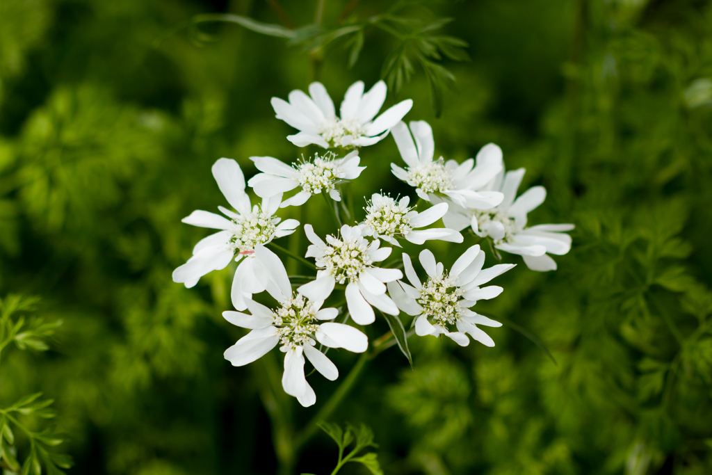 Shining White