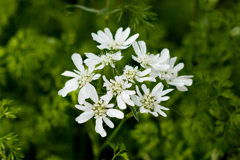 Shining White