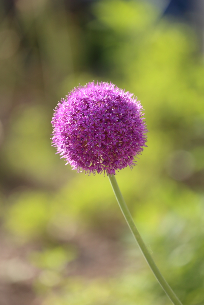 Flower Ball