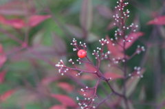 我が家の難点（南天）