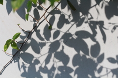 夏の残り陽