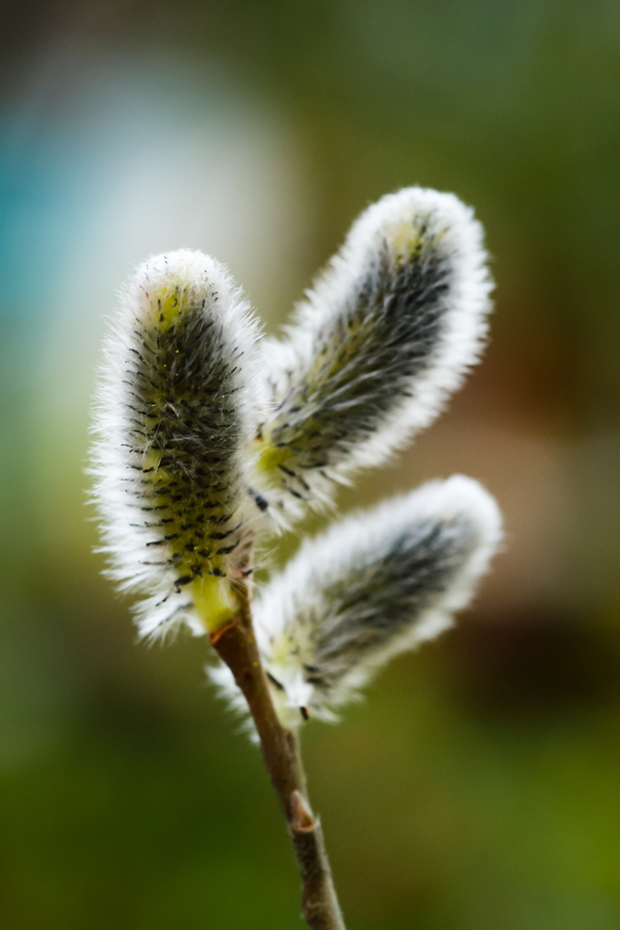 柳の上に猫がいる