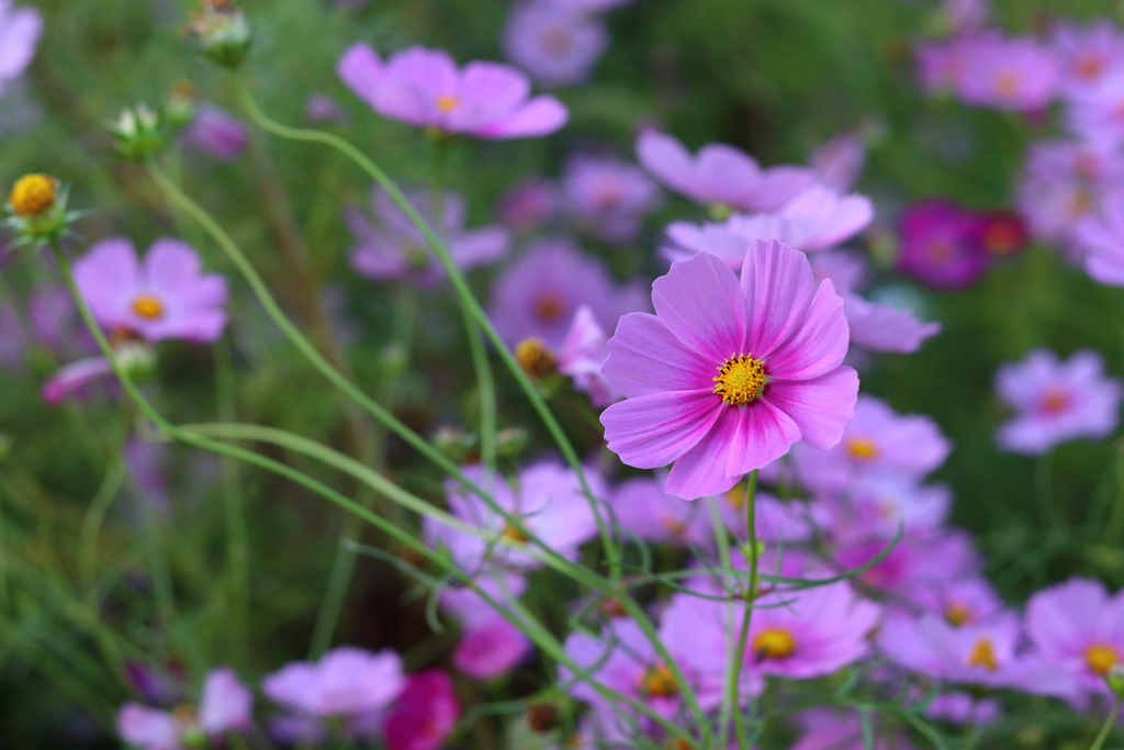 うす紅色の秋桜が…