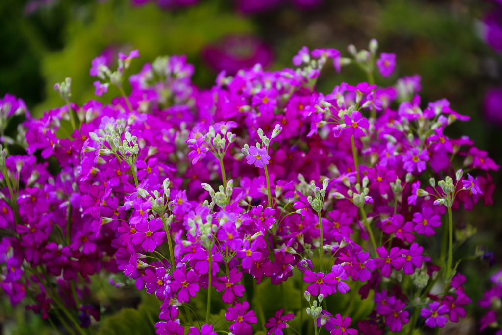 プランターにも春