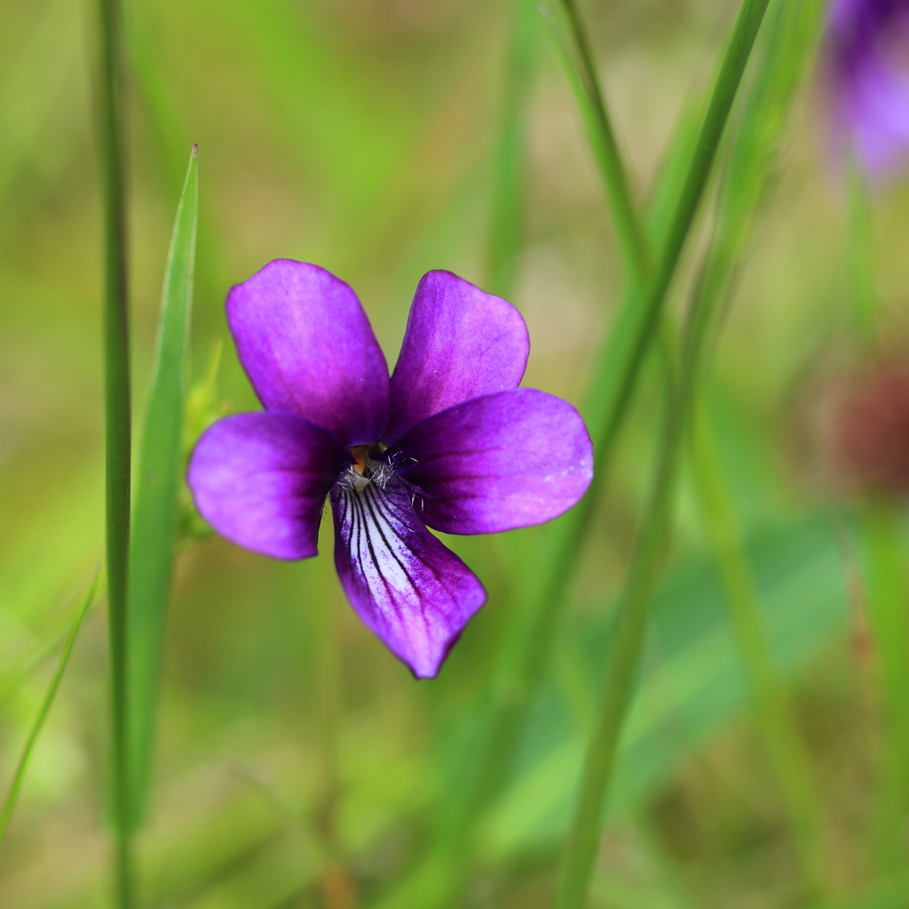 目立たぬように、はしゃがぬように…