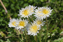 初 白花タンポポ