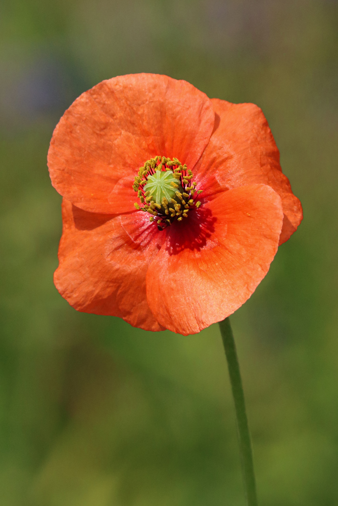 おっかの上ひなげしの花で By カイヤン二世 Id 写真共有サイト Photohito