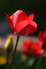 A Red Tulip