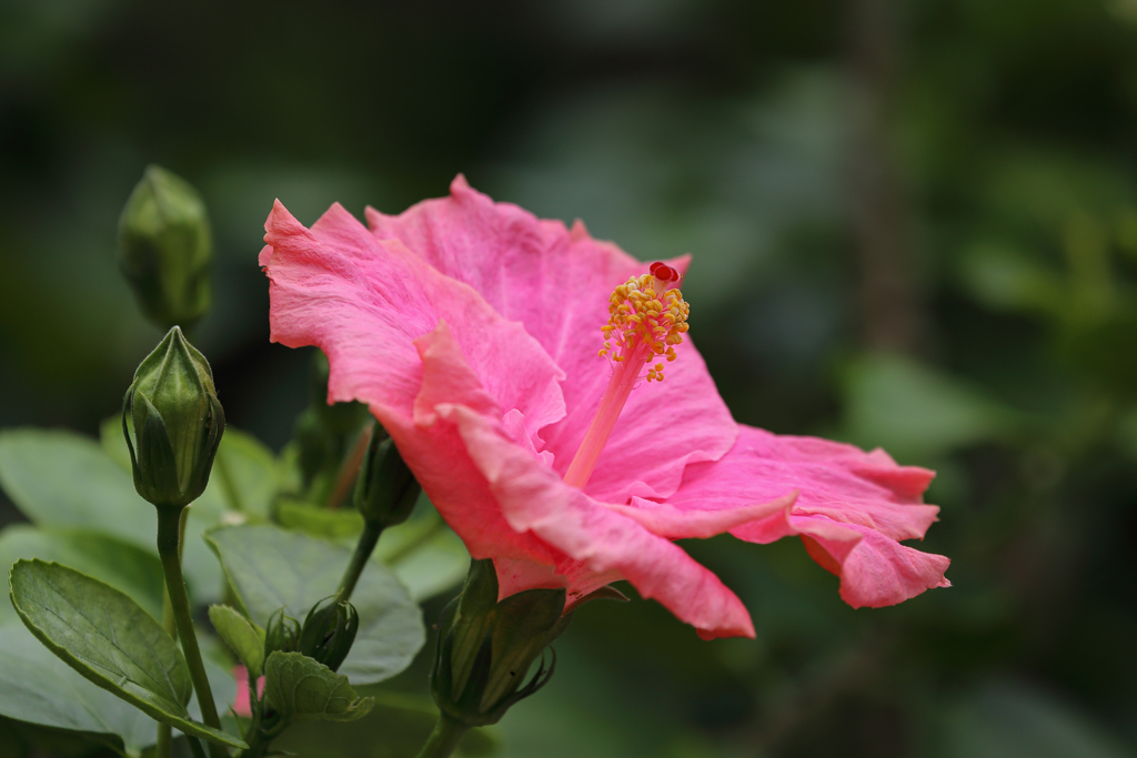 Hibiscus Gast 20