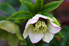 Christmas Rose in spring