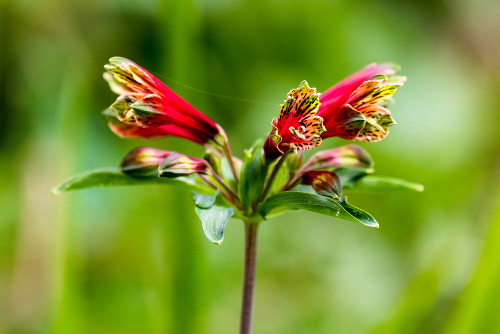 お散歩撮影 その１