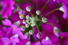 花のゆりかご