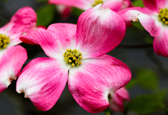 お隣さんのハナミズキ ②