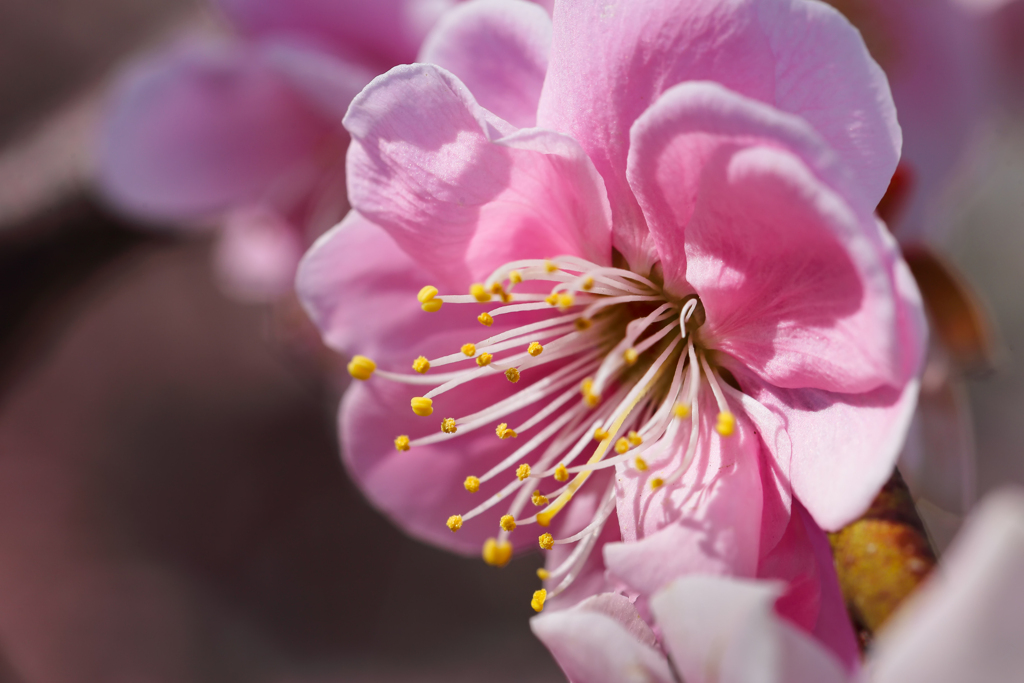 A plum blossom