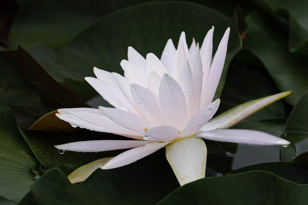 Pure White Water Lily