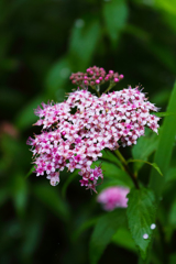 ぐっしょぐしょのシモツケの花