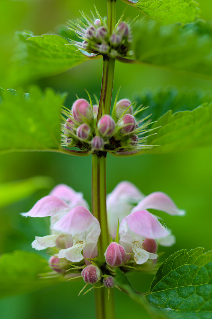 踊子草