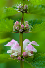 踊子草