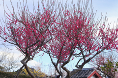紅白梅合戦 赤組