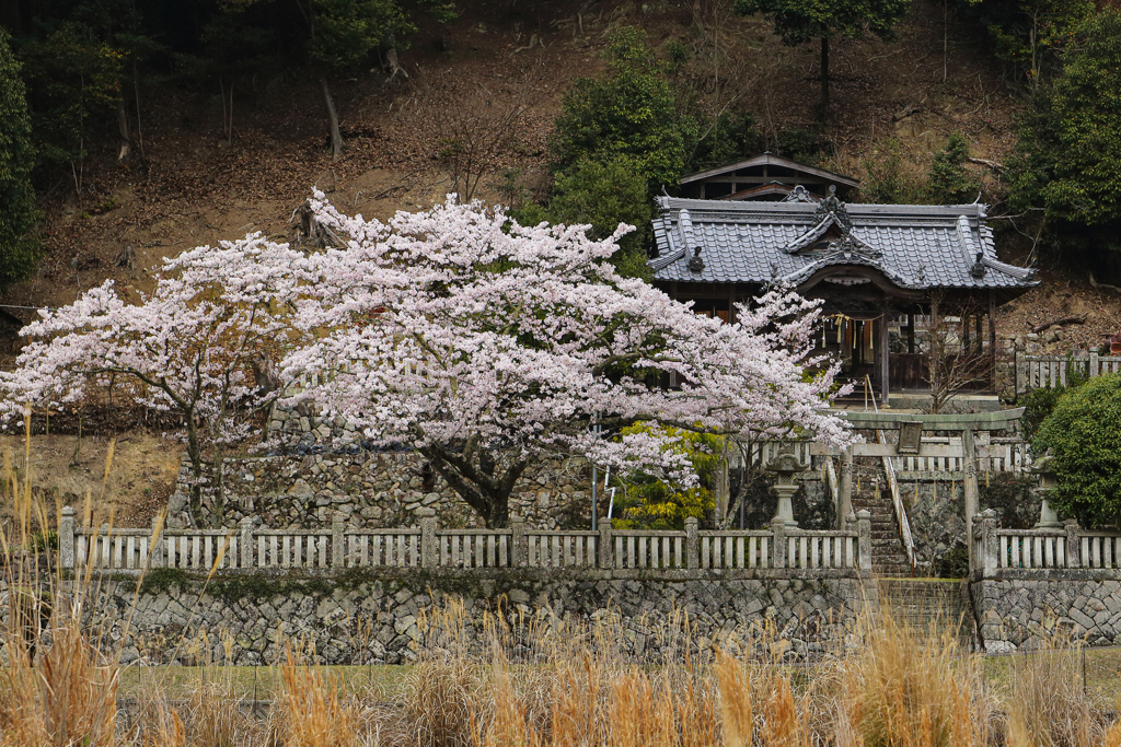 気になる神社