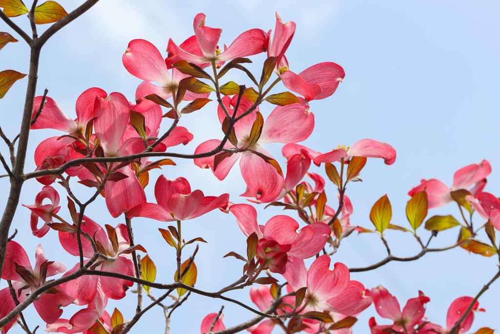 空を押し上げて 手を伸ばす君