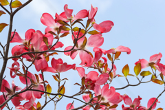 空を押し上げて 手を伸ばす君