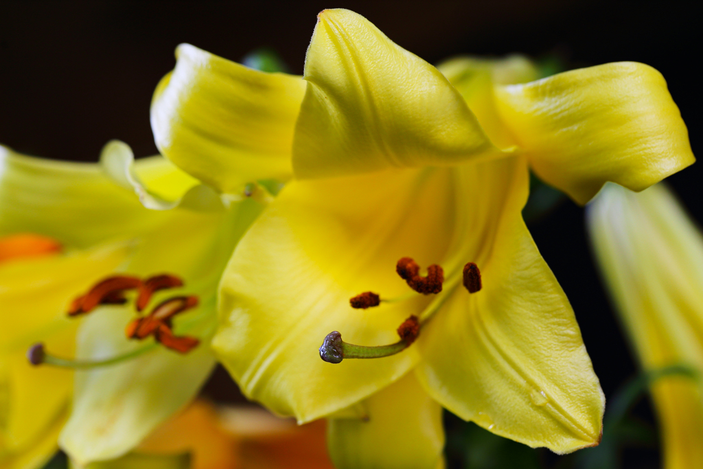 Lily My Love So Sweet ♪