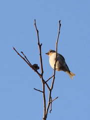 風見鳥