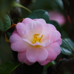 椿 beauty ③
