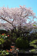 公民館の桜